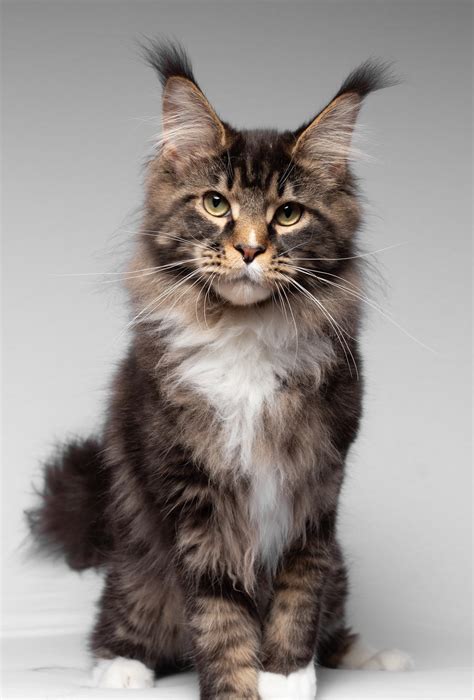 <b>Maine</b> <b>Coon</b> <b>Cats</b> and <b>kittens</b> from fully verified <b>Cat</b> Breeders (<b>Cats</b> & <b>Kittens</b>). . Maine coon cats for sale near adelaide sa